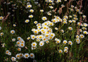 Leucanthemum vulgare